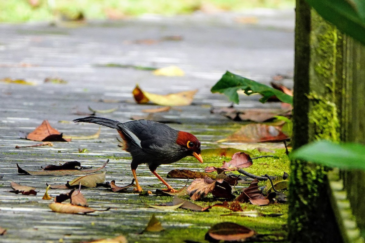 Chestnut-hooded Laughingthrush - ML659662422