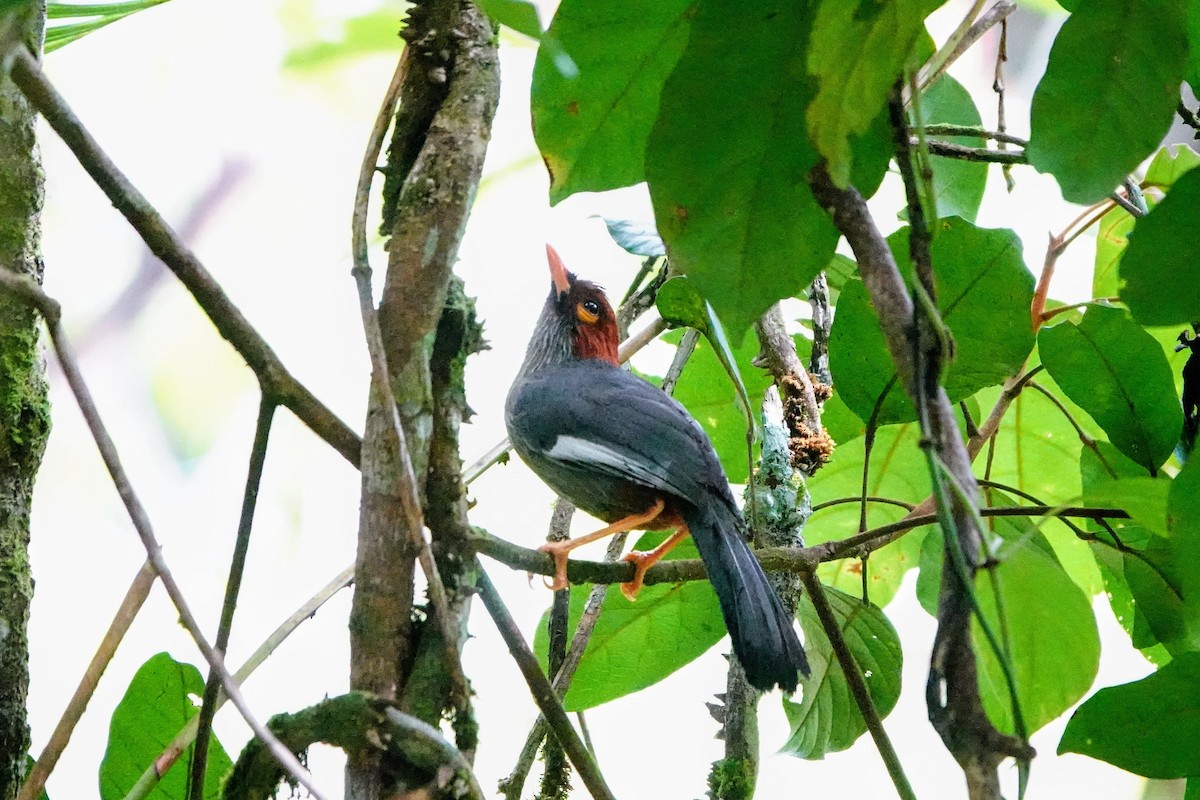 Chestnut-hooded Laughingthrush - ML659662423