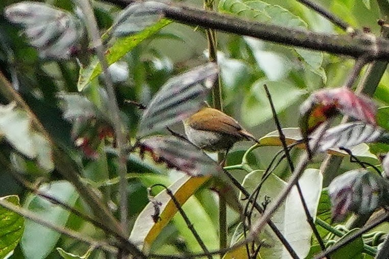 Temminck's Sunbird - ML659662458