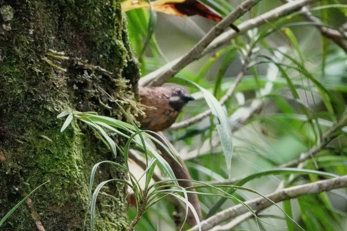 Gray-throated Babbler - ML659662465