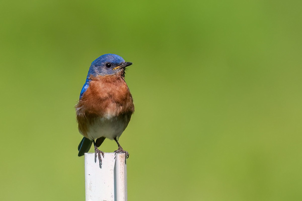 Eastern Bluebird - ML659662645