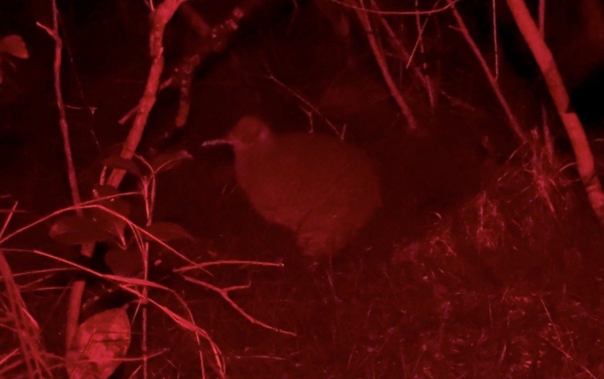 Little Spotted Kiwi - ML659662767
