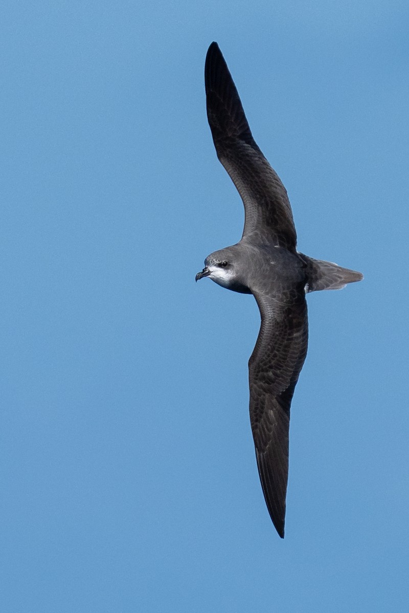 Petrel Freira - ML659663098