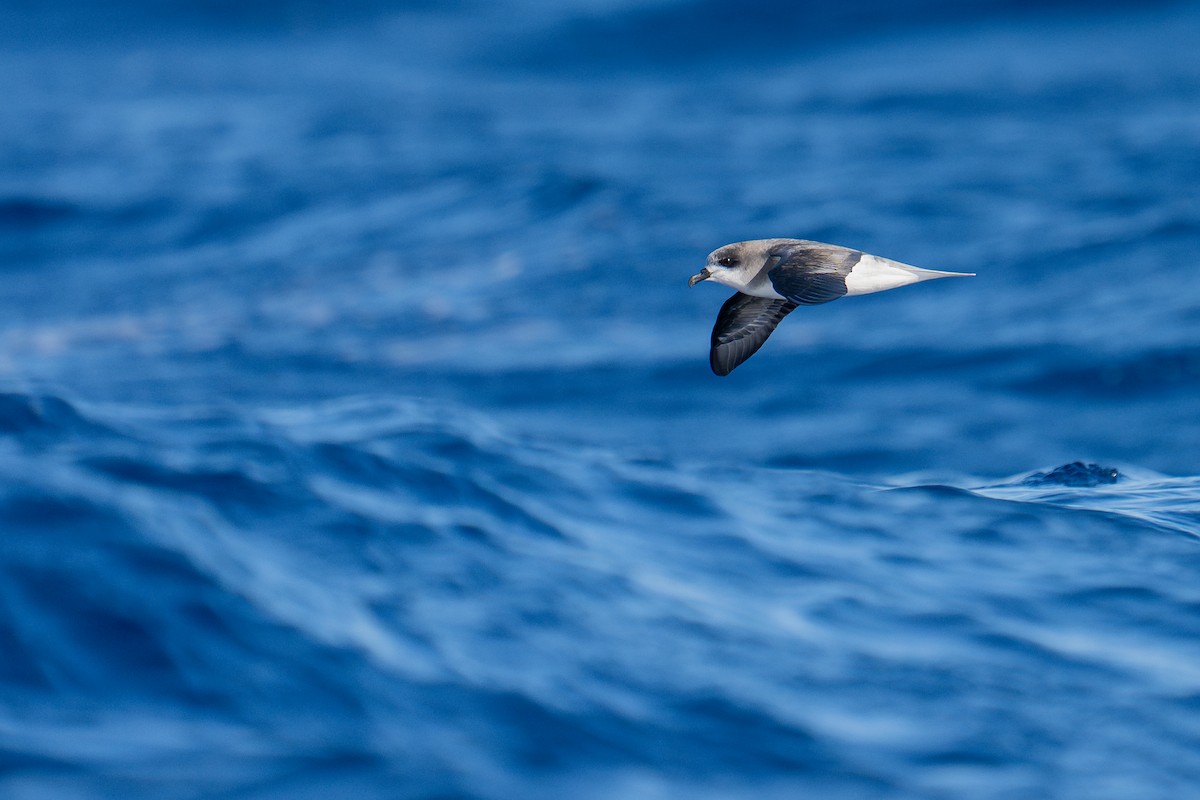 Petrel Freira - ML659663099