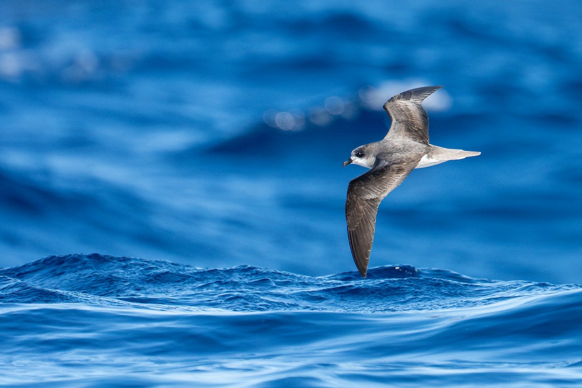 Petrel Freira - ML659663100