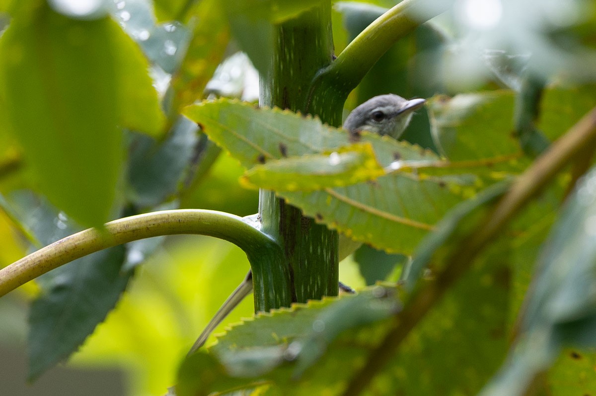 Southern Beardless-Tyrannulet - ML659663190