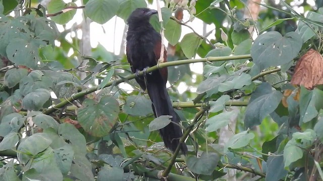 Coucal vert - ML659663500