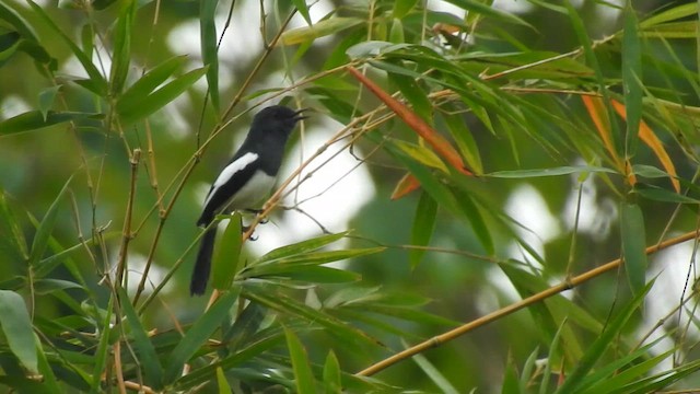 Philippine Magpie-Robin - eBird
