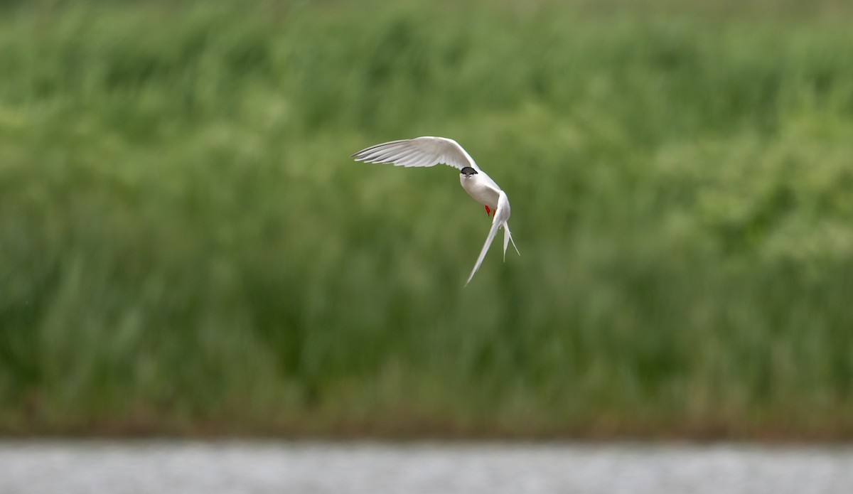 Roseate Tern - ML659663634
