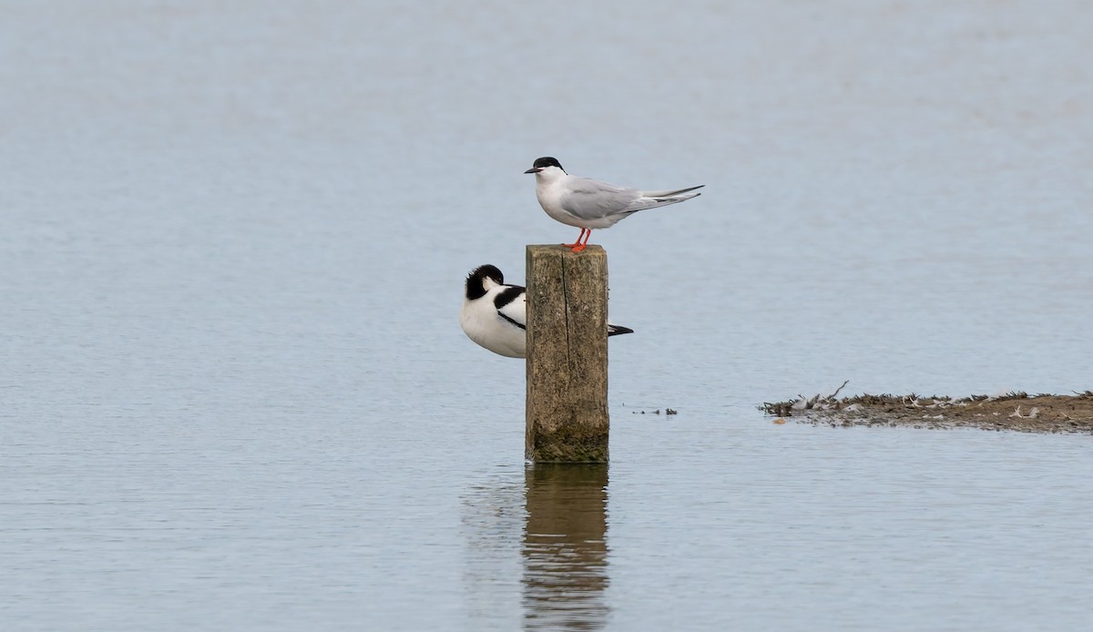 Roseate Tern - ML659663635