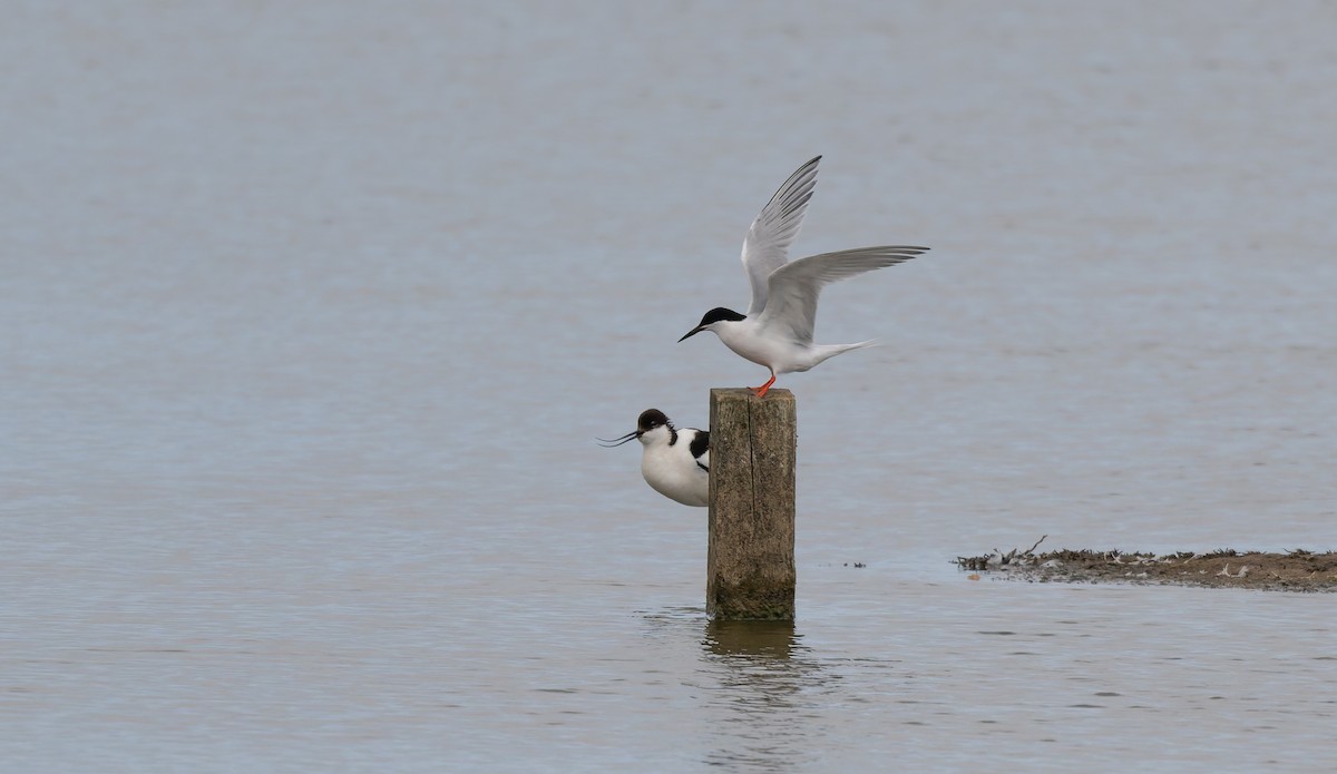 Roseate Tern - ML659663636