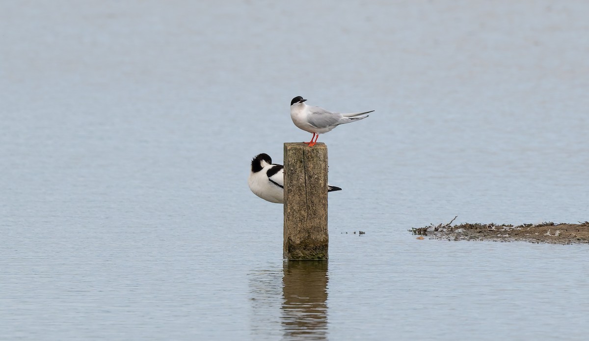 Roseate Tern - ML659663637