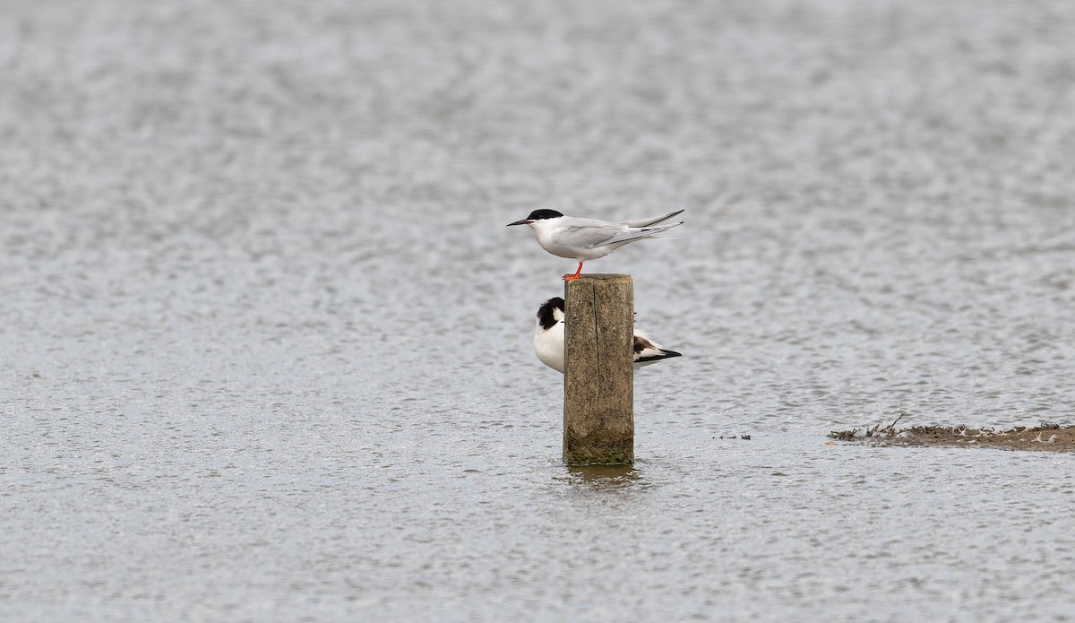 Roseate Tern - ML659663638