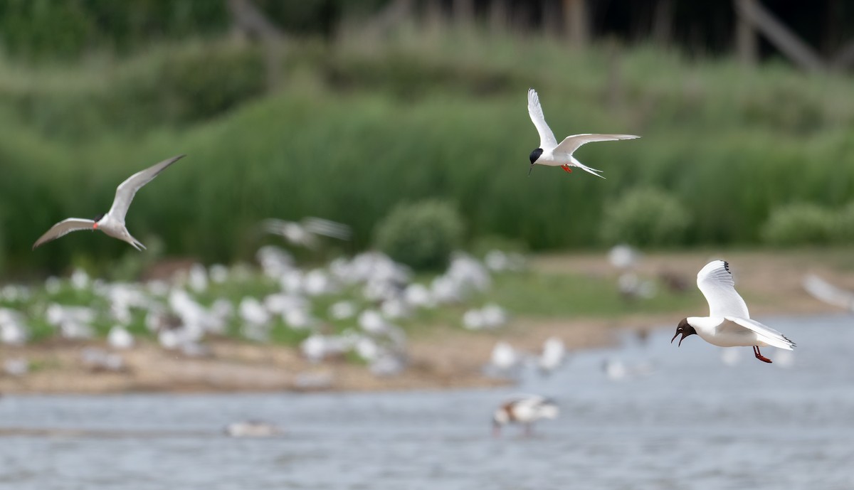 Roseate Tern - ML659663639