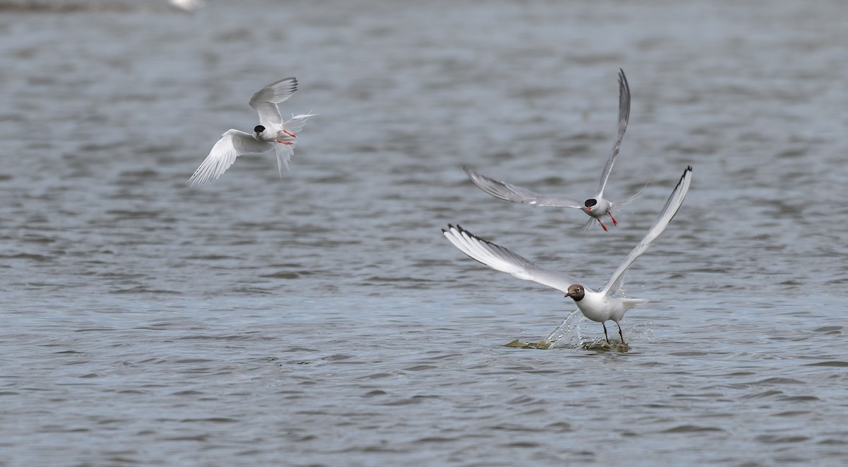 Roseate Tern - ML659663640