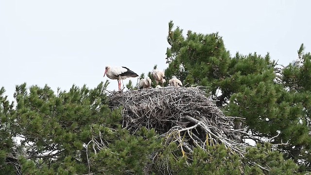 Cigogne blanche - ML659663684
