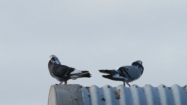 Pigeon biset (forme domestique) - ML659663727