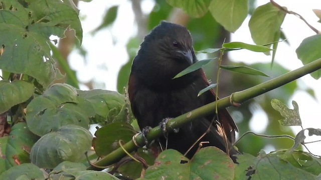 Coucal vert - ML659663802