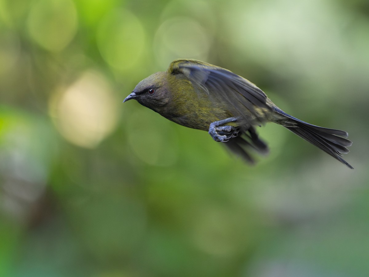 New Zealand Bellbird - ML659663837