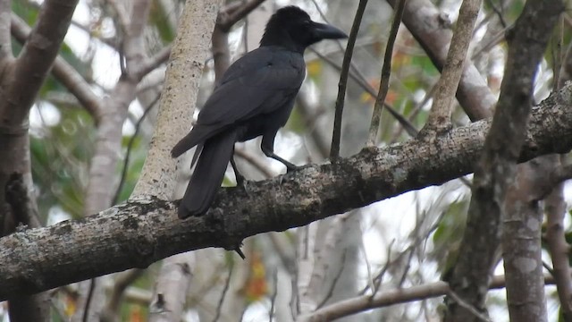 Corbeau des Philippines - ML659664010
