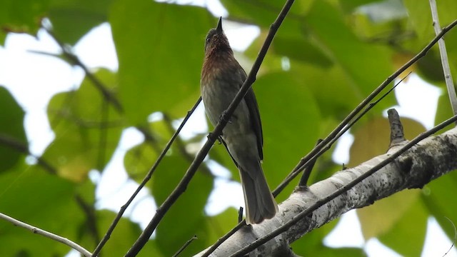 Bulbul des Philippines - ML659664018