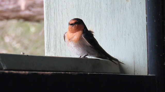 Hirondelle messagère - ML659664204