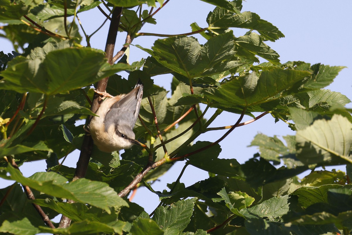 Eurasian Nuthatch (Western) - ML659664349