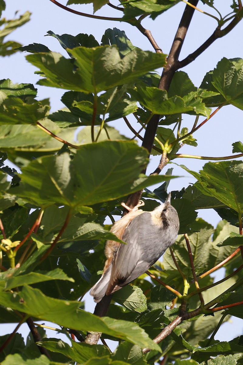 Eurasian Nuthatch (Western) - ML659664350