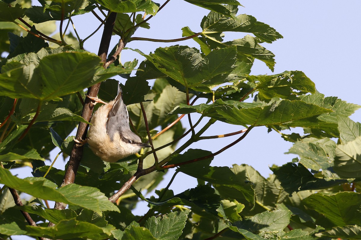 Eurasian Nuthatch (Western) - ML659664351