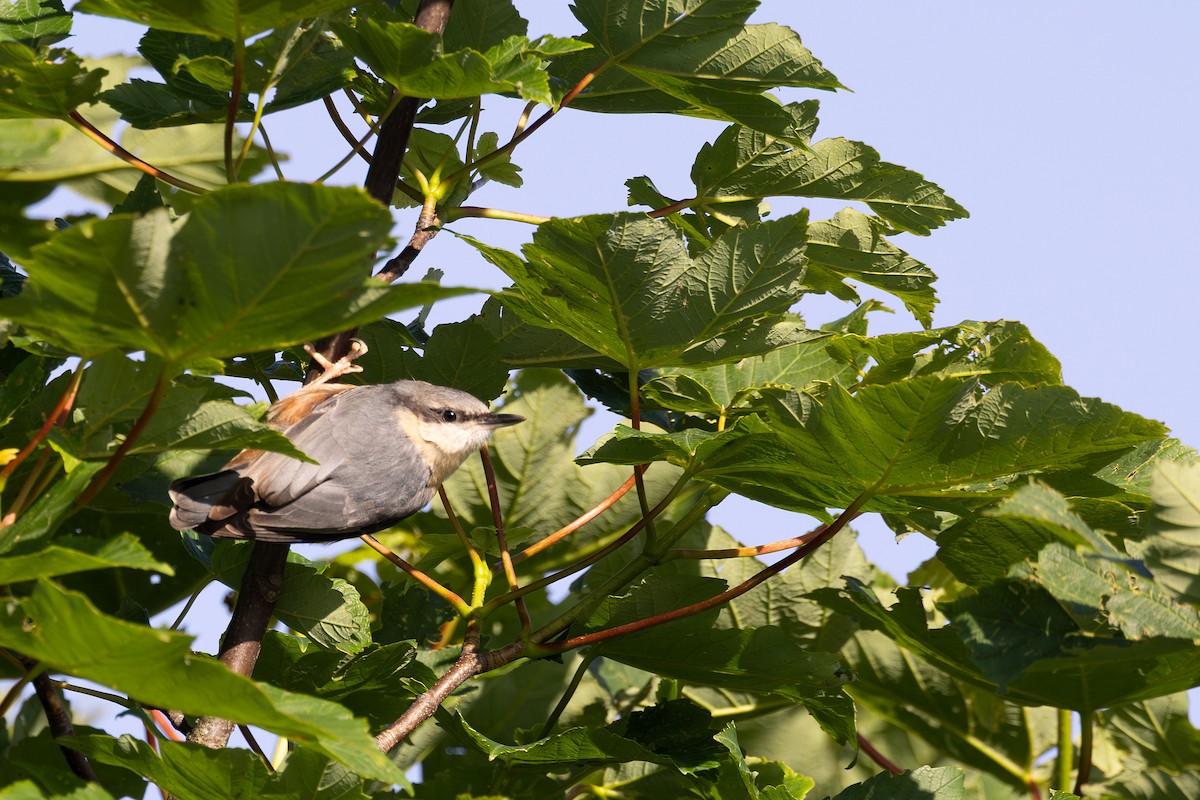 Eurasian Nuthatch (Western) - ML659664352