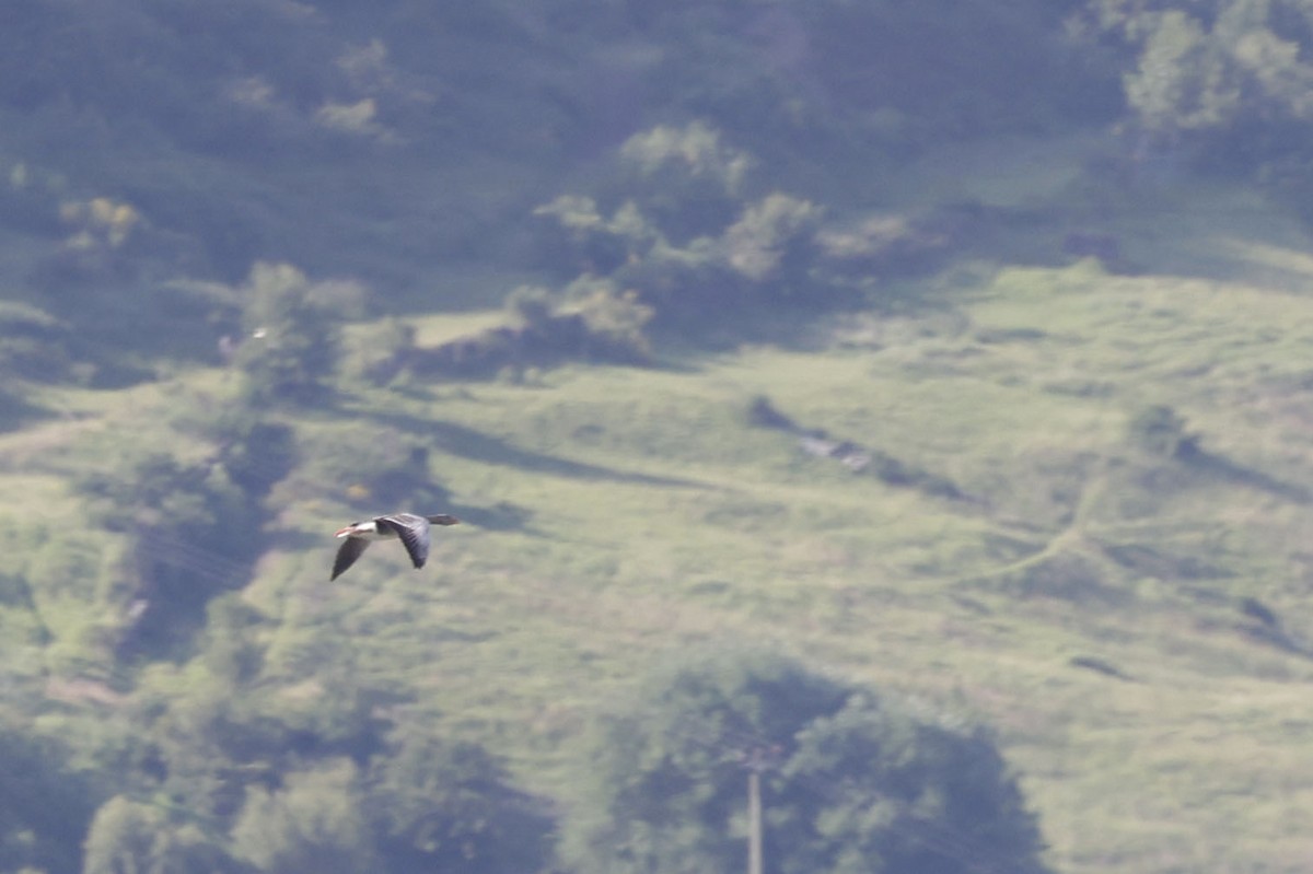 Graylag Goose (European) - ML659664361