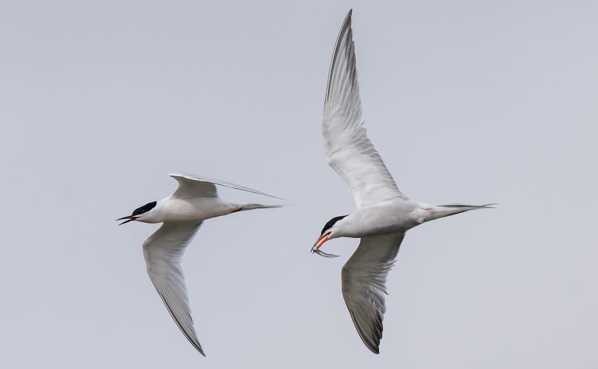 Roseate Tern - ML659664440