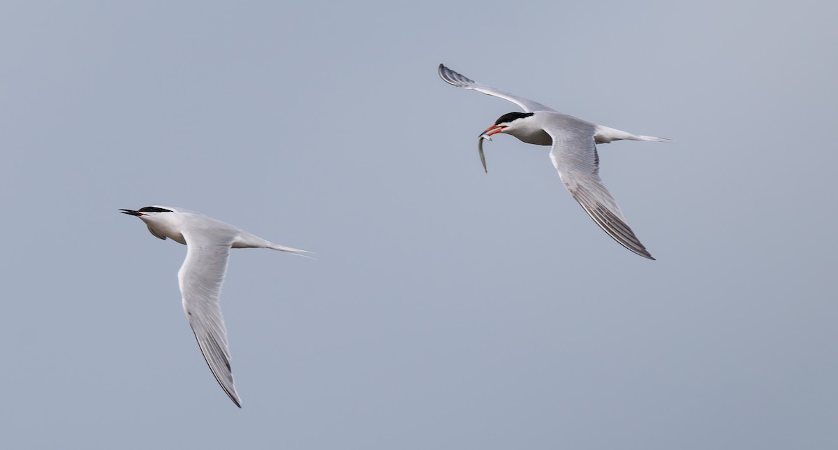 Roseate Tern - ML659664548