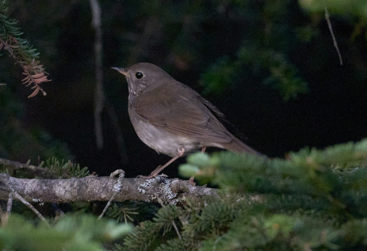Bicknell's Thrush - ML659664642