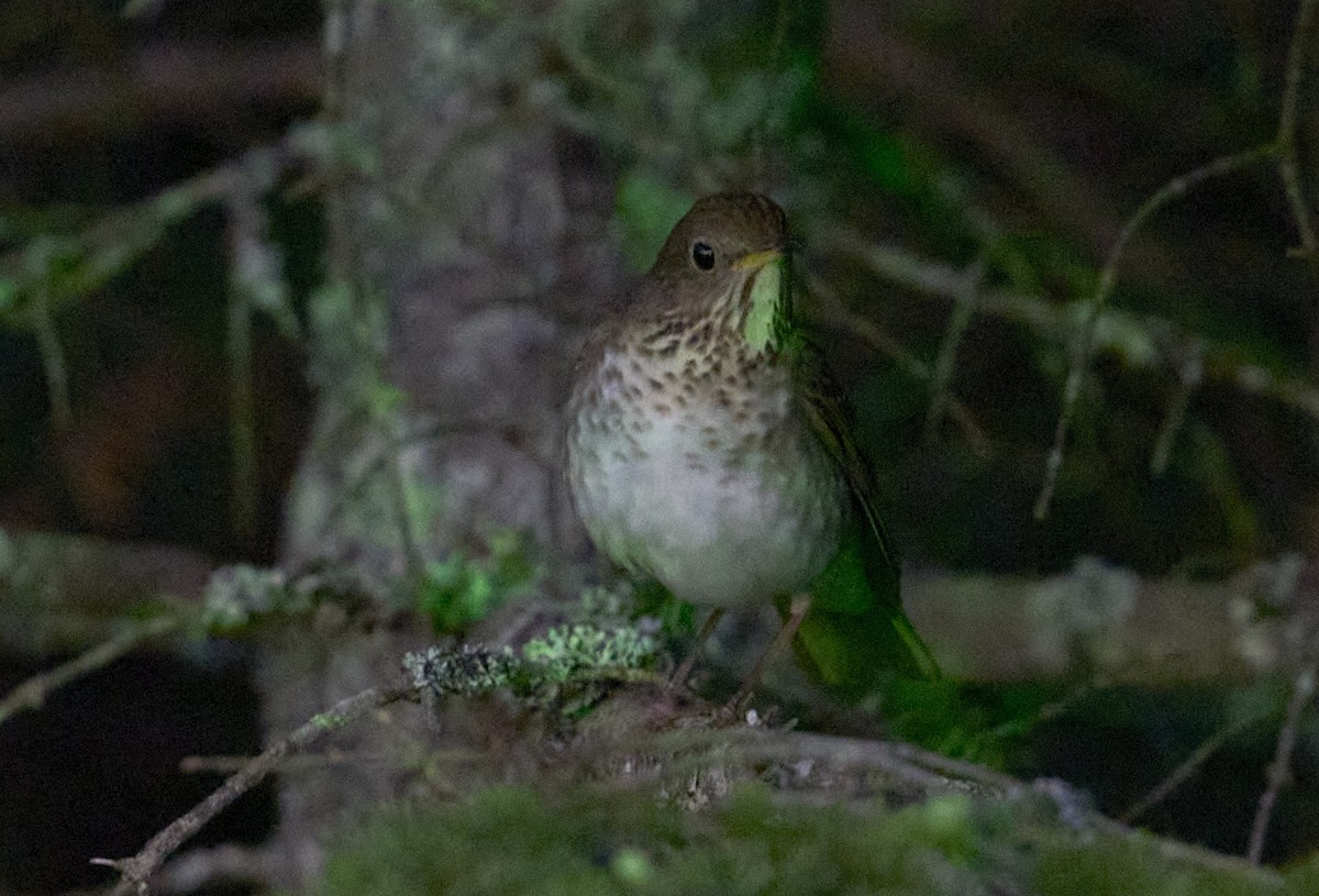 Bicknell's Thrush - ML659664648