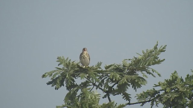 Pipit des arbres - ML659664719