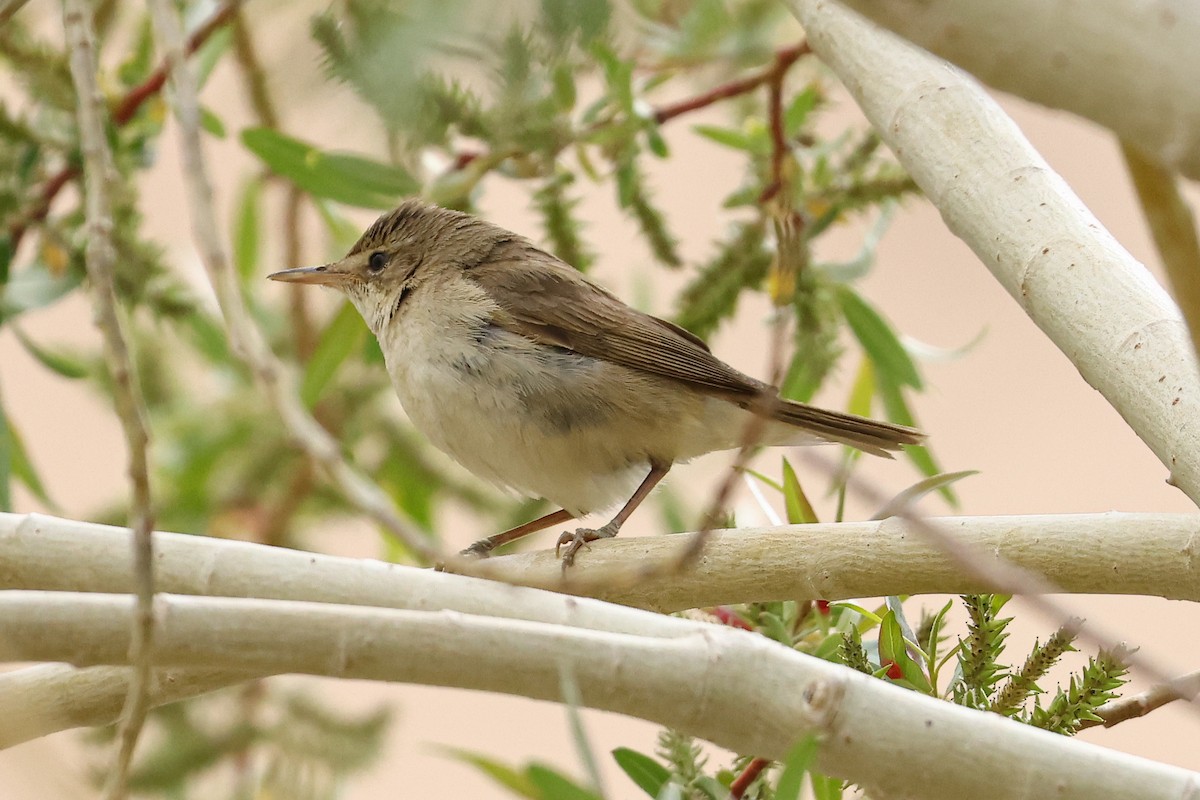 Lezkaria sp. - ML659664770