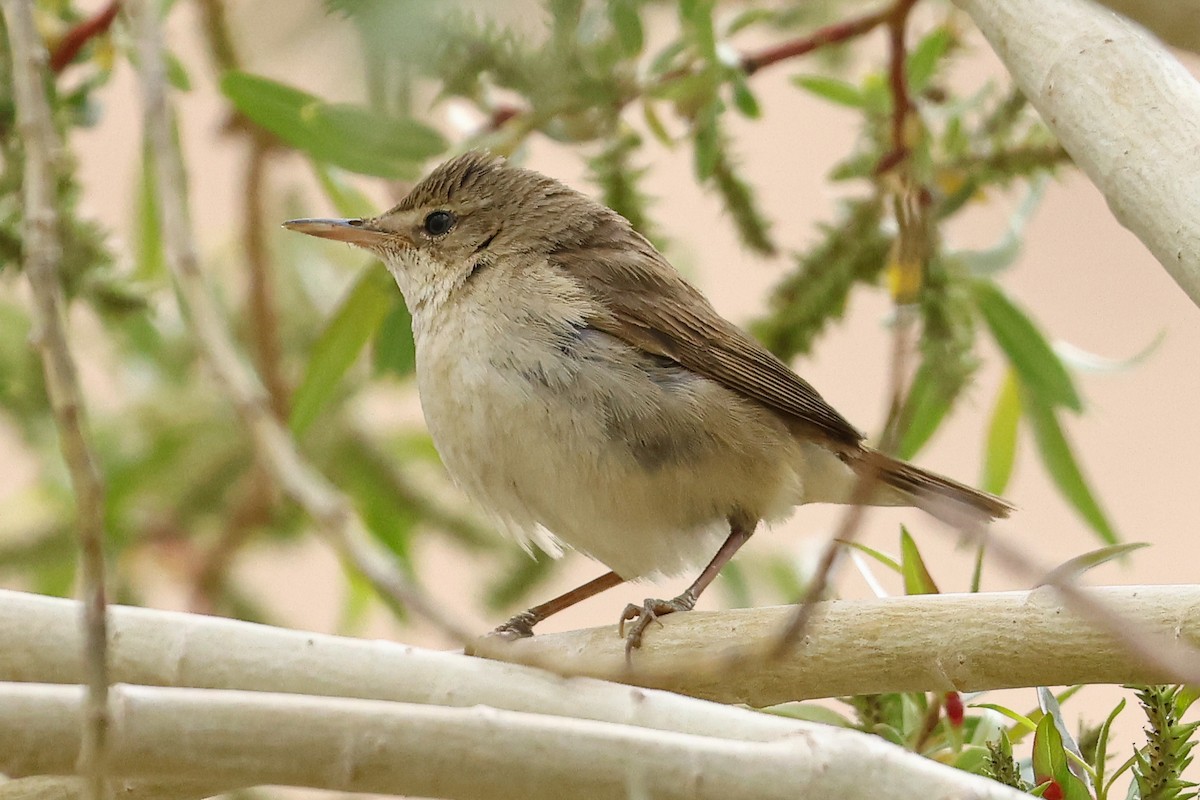 Lezkaria sp. - ML659664776