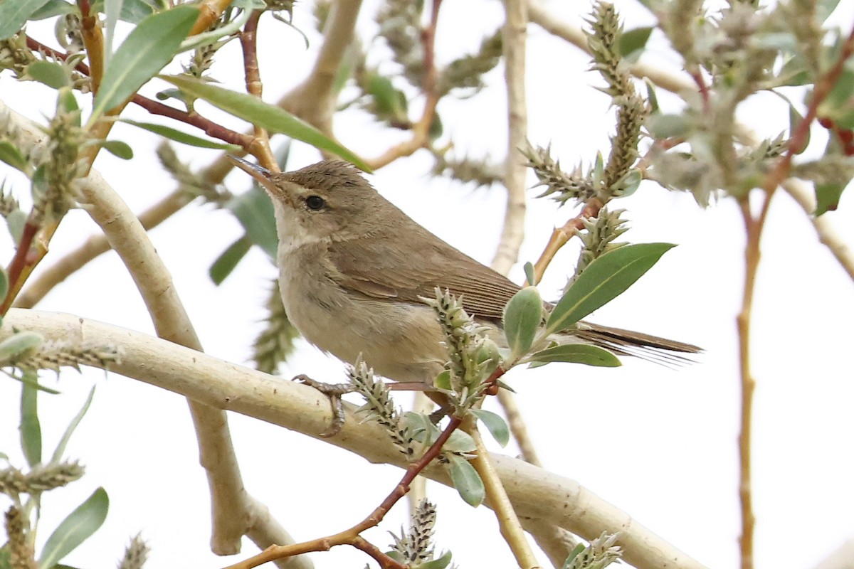Lezkaria sp. - ML659664777