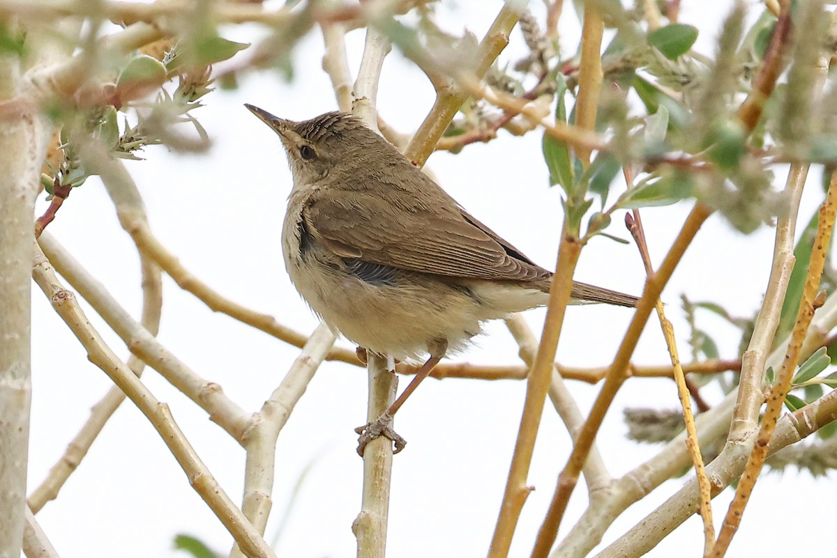 Lezkaria sp. - ML659664779