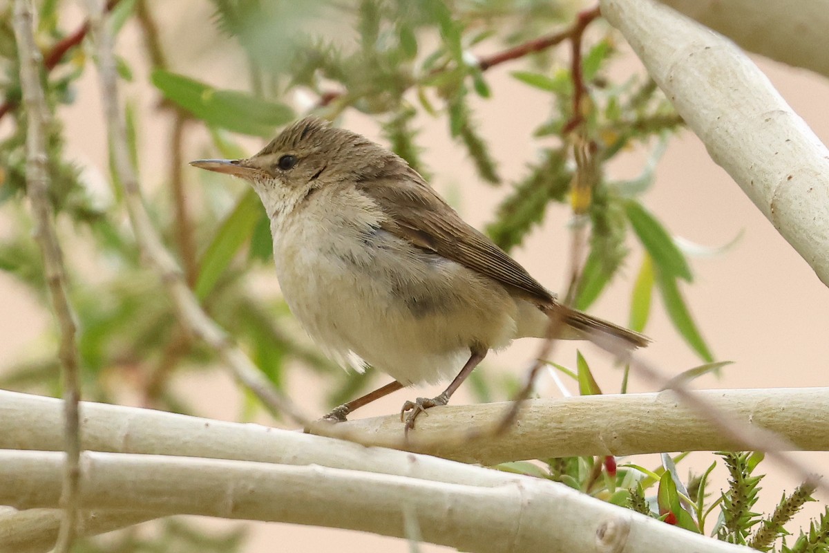Lezkaria sp. - ML659664780