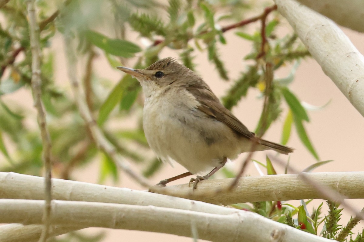Lezkaria sp. - ML659664781