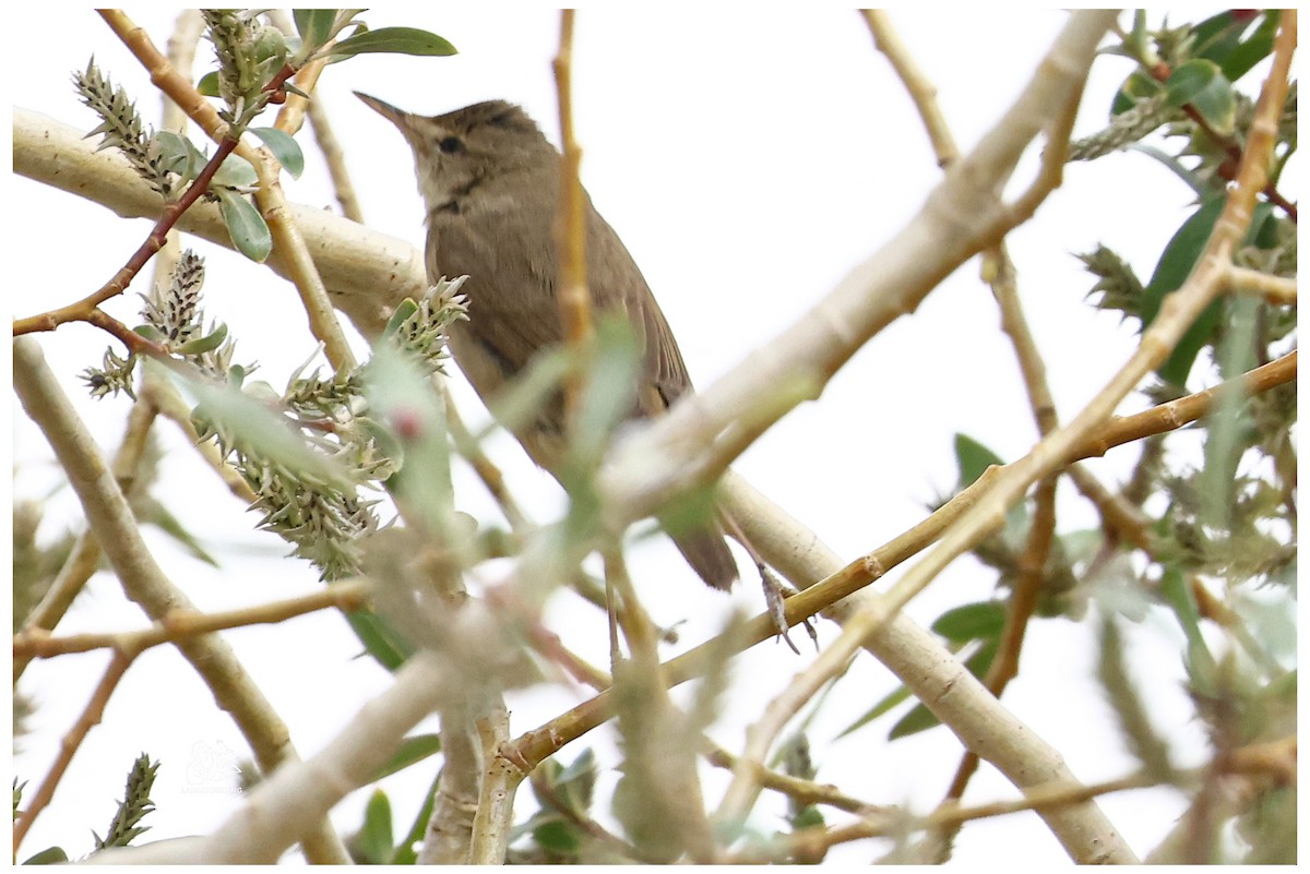 Lezkaria sp. - ML659664782