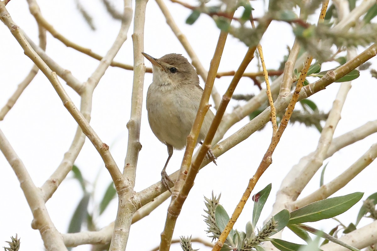 Lezkaria sp. - ML659664783