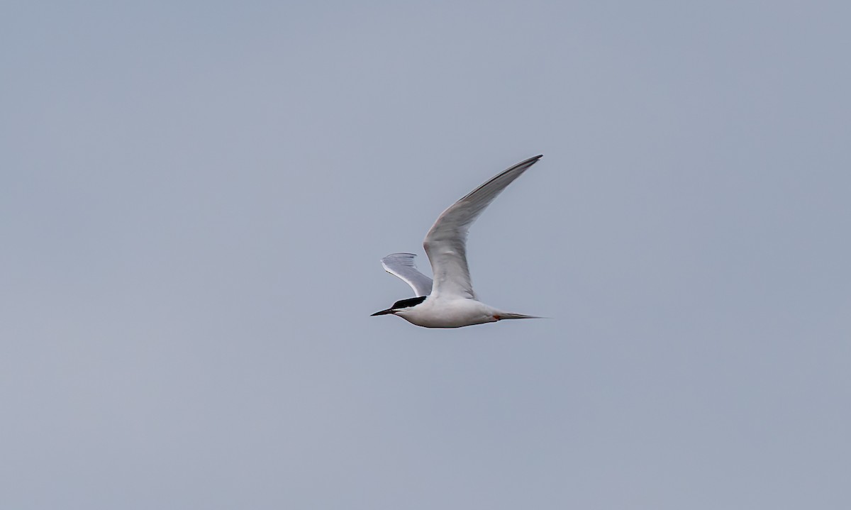 Roseate Tern - ML659665055