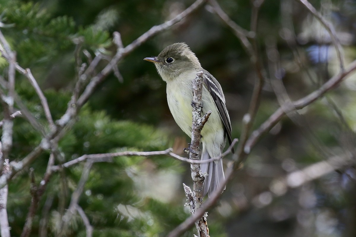 Yellow-bellied Flycatcher - ML659666052