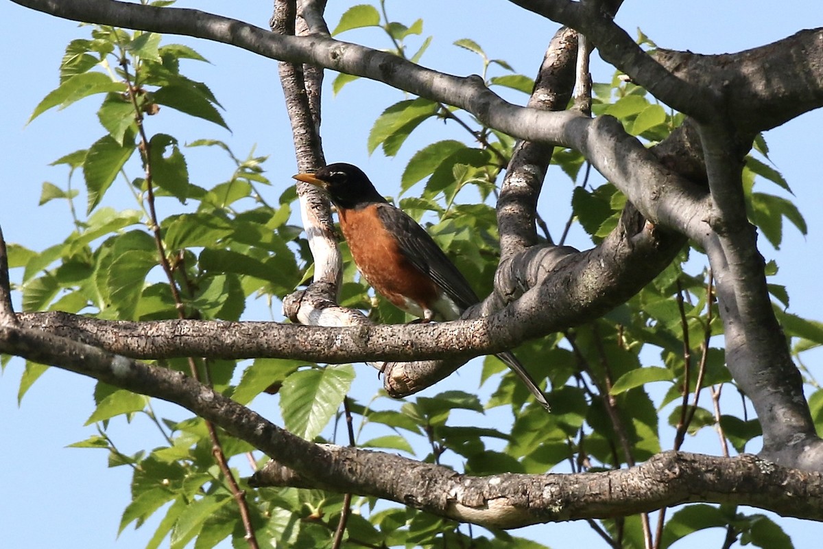 Zozo papargorria - ML659666062