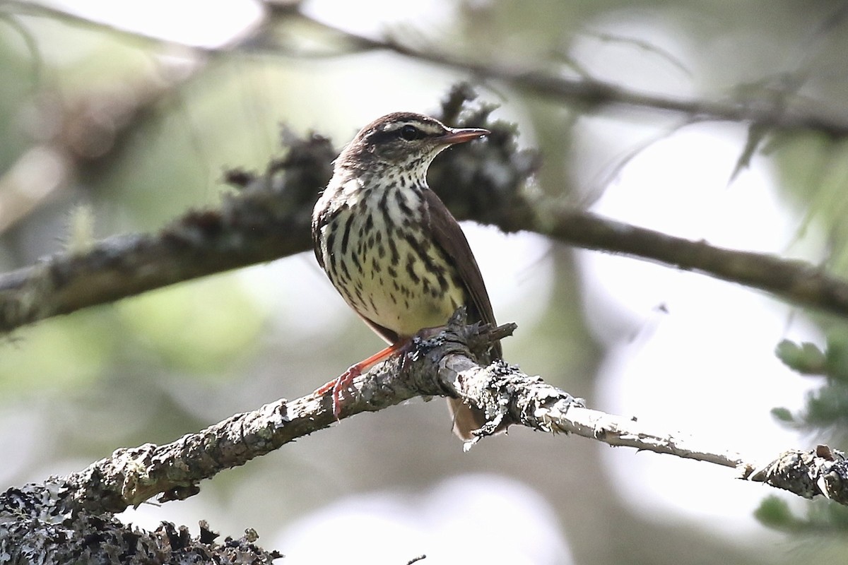 Northern Waterthrush - ML659666071