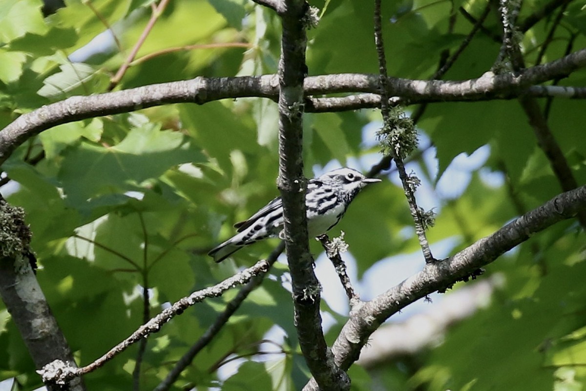 Black-and-white Warbler - ML659666076