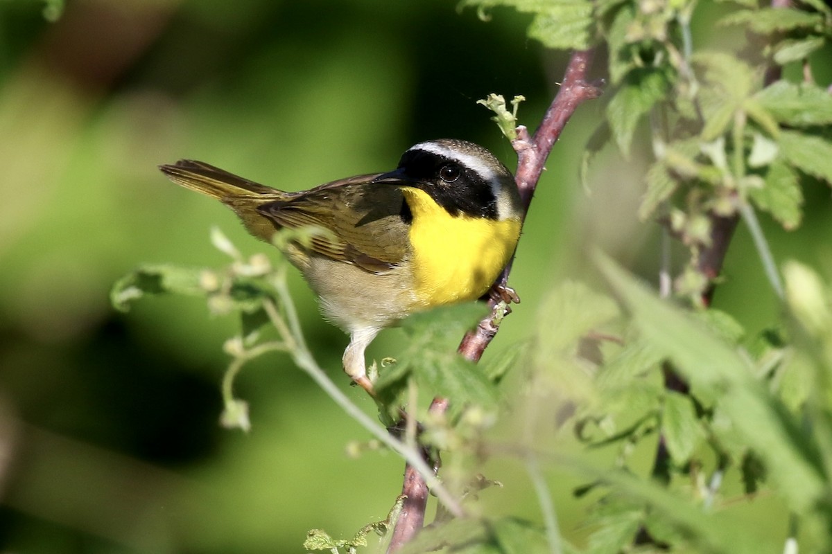 Common Yellowthroat - ML659666082